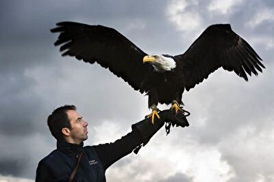 Roofvogelshow op Vaderdag!