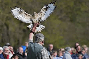 Roofvogelshow